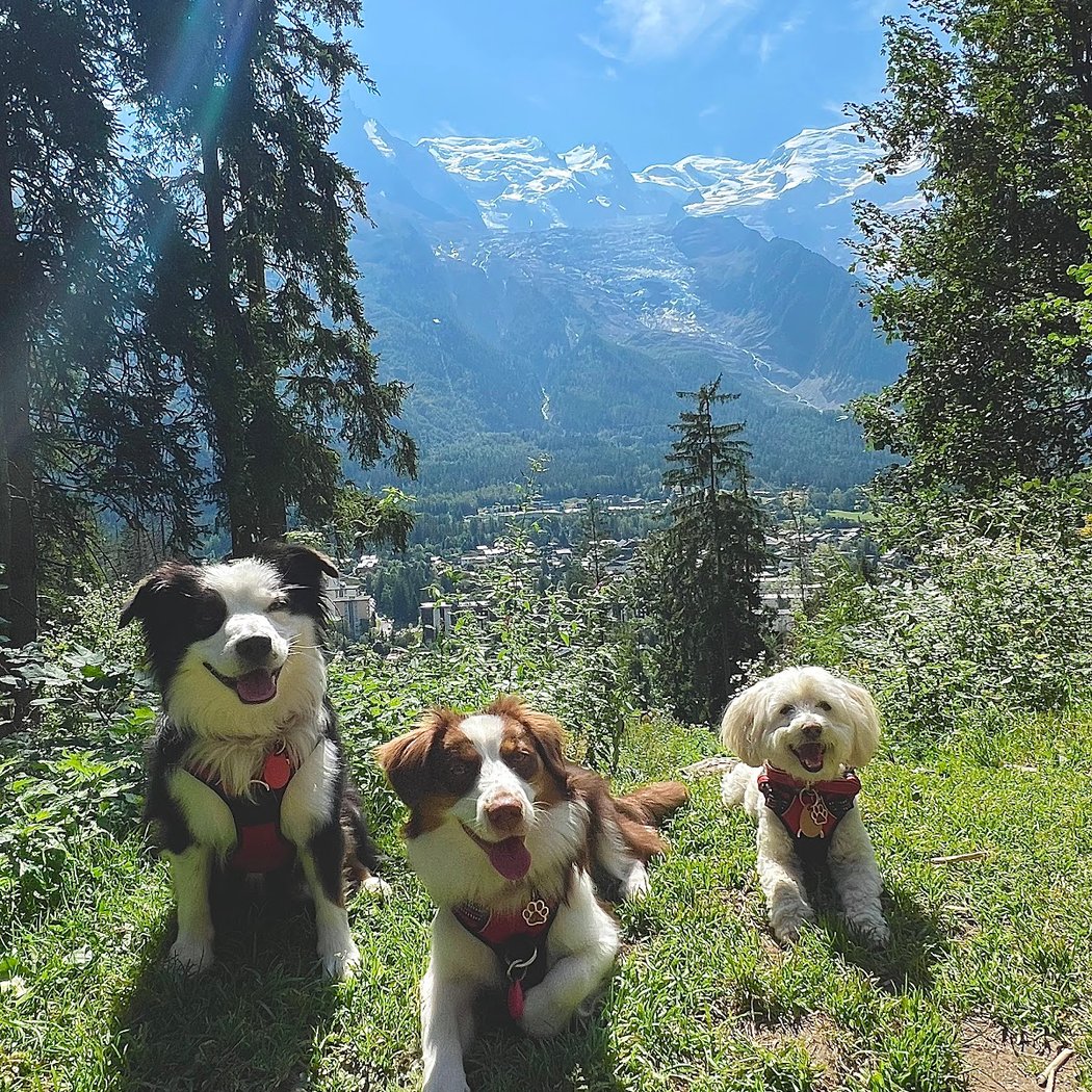 Dogs Friends - Éducation, Comportement canin, Pension, Balade 1